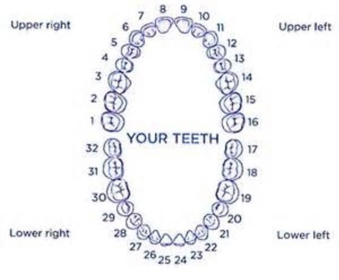 <p>secondary dentition</p>