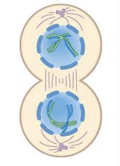 <ul><li><p>genetic material moves to opposite ends of the cell</p></li><li><p>cleavage furrow forms</p></li><li><p>nuclear envelope starts to reform</p></li><li><p>intact sister chromatids present in daughter cells</p><ul><li><p>sister chromatids are not identical </p></li></ul></li></ul><p></p>