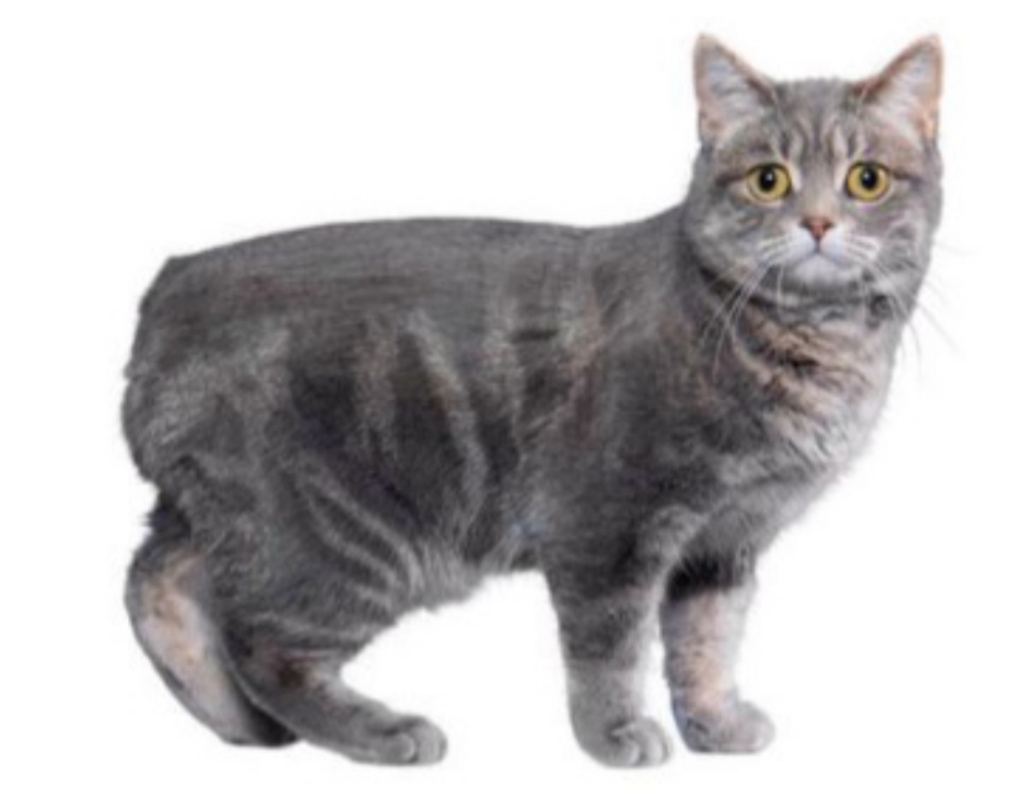 <p>what cat breed is this?</p>