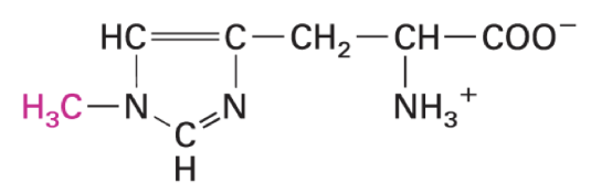 <p>molecular function largely unknown</p><p>urinary excretion index of muscle protein breakdown</p>