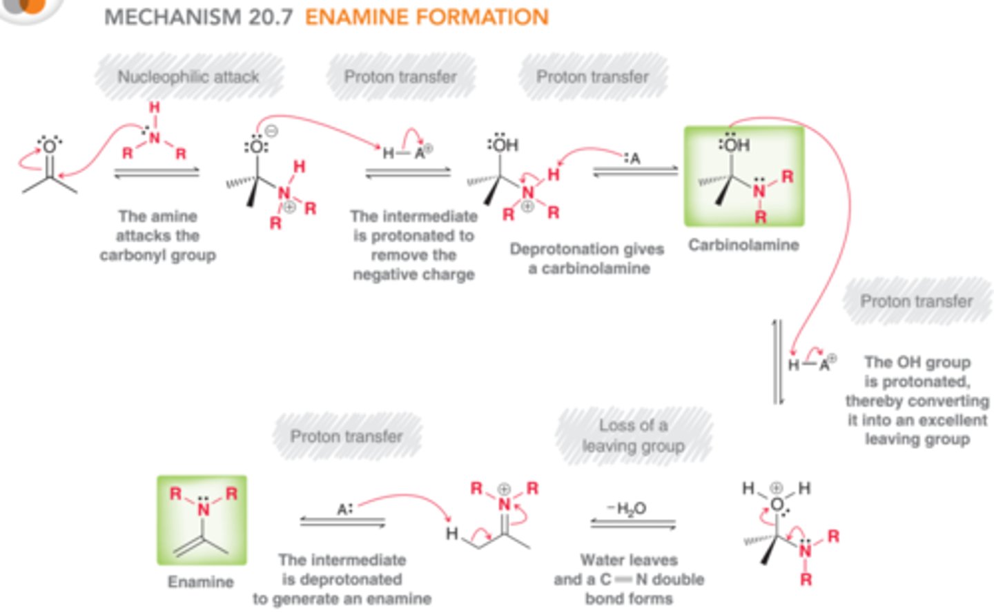 <p>Usually protonation is first step</p>