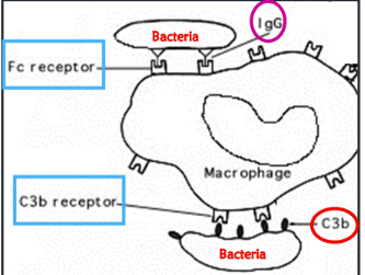 <p>IgG recognized by Fc receptors on immune cells </p><p>C3b recognized by C3b receptor on immune cells </p>
