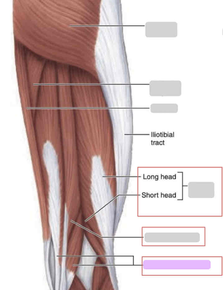 <p><span>Posterior thigh (superficial)</span></p>
