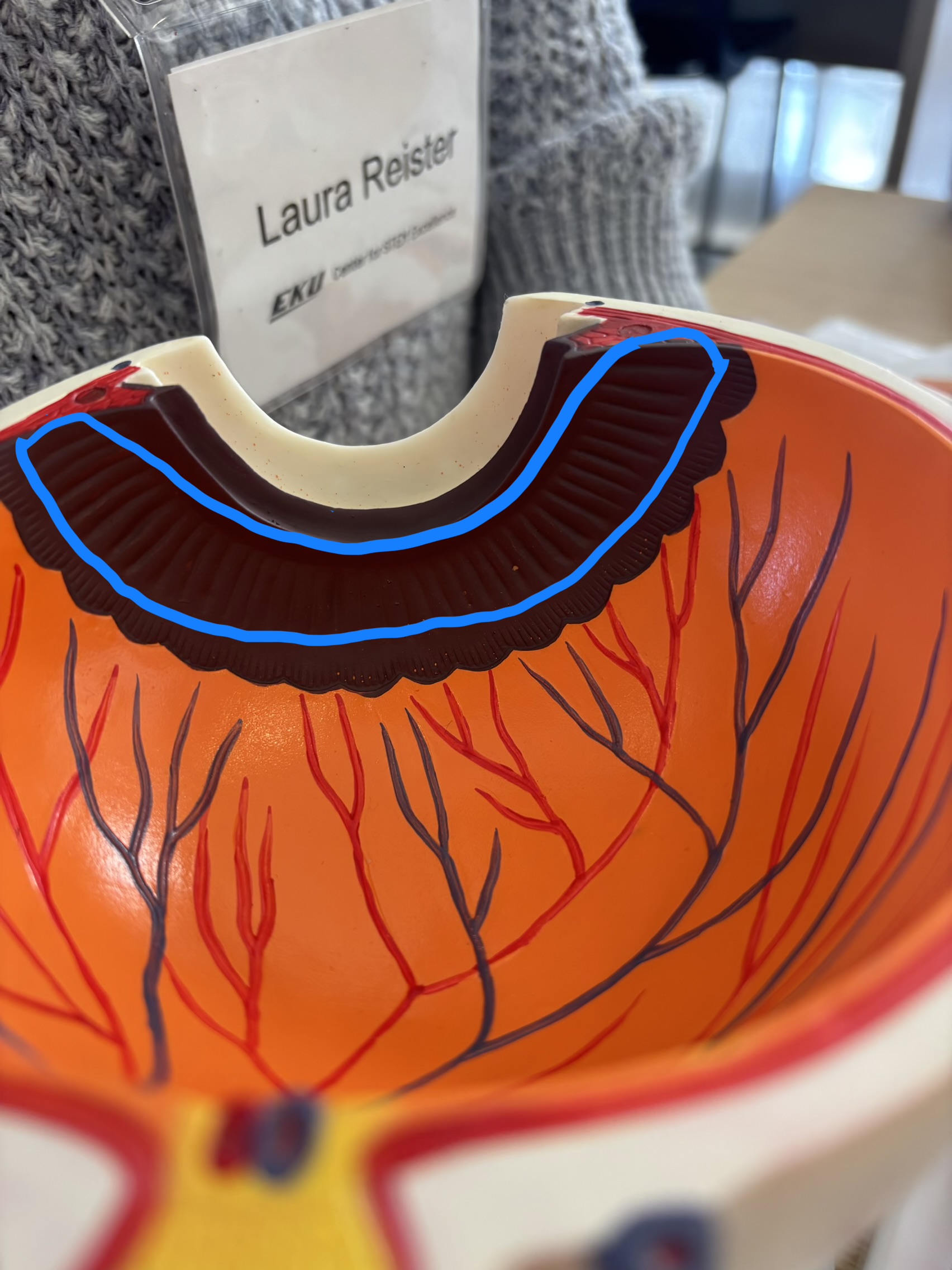 <p>What structure is this?</p>