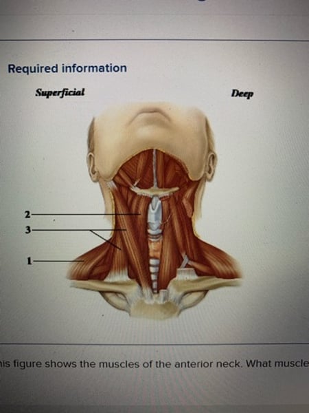 <p>Sternocleidomastoid</p>