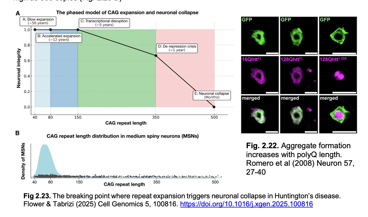 <p>Evidence from: single cell sequencing of neurons from fresh postmortem brain:</p><ul><li><p><strong>somatic repeat expansion:</strong></p><ol><li><p>CAG repeat length grows slowly with age</p></li><li><p>but only becomes<strong> toxic</strong>&nbsp;above repeat numbers of<strong> 150 AND&nbsp;</strong>critical for neuronal survival above <strong>350</strong></p></li></ol></li><li><p>Single cell sequencing shows:</p><ul><li><p>distribution of repeat lengths in patient neuronal populations</p><ul><li><p>even as high as<strong> 500 copies</strong></p></li></ul></li></ul></li></ul><p></p>
