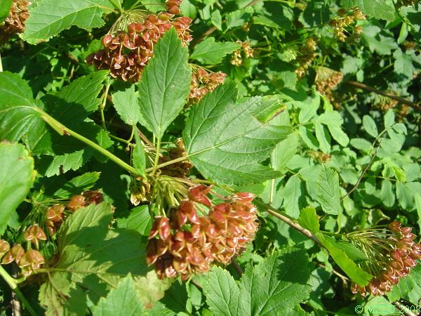 <p><span>tavola kalinolistá</span></p>