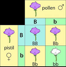 <p>The levels of two or more different genes get sorted into gamete  independently of one another the alleles a gamete receives from one gene does not influence the allele receive from another gene</p>