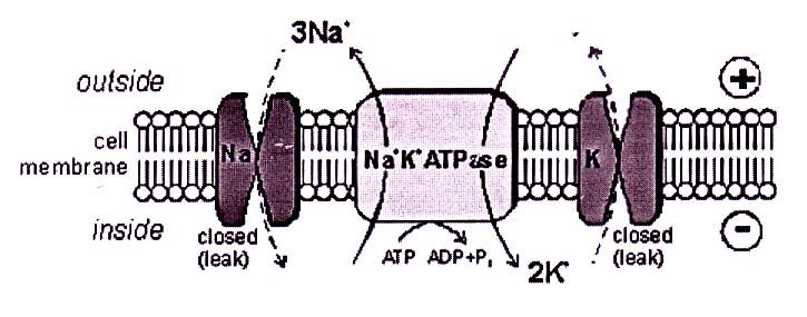 <p>Picture of sodium potassium exchange pump</p>