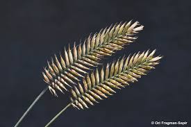 <p>What is this plant’s scientific name?</p>