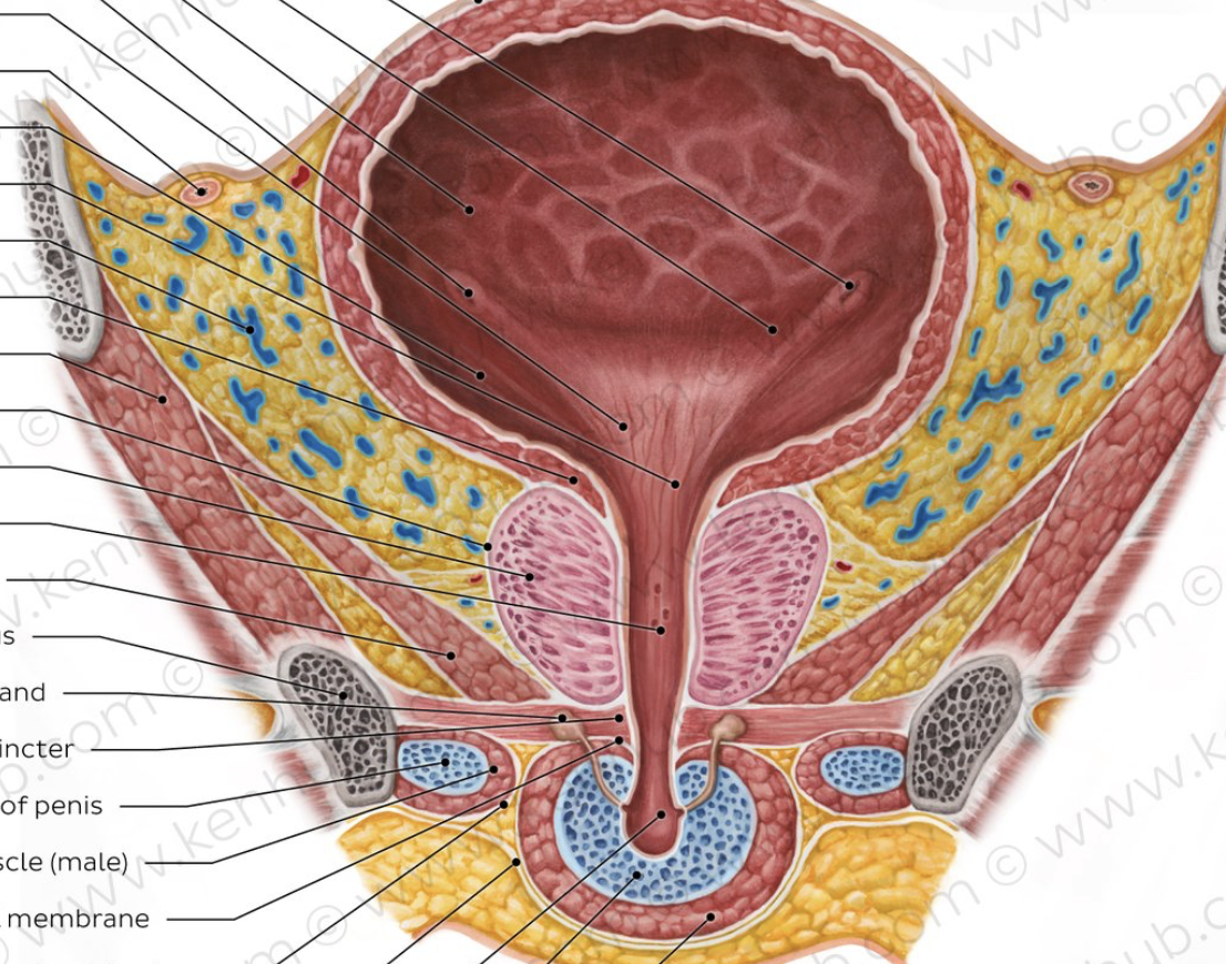 <p>what are the structures of the urinary bladder?</p>