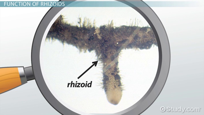 <p>rhizoids</p>