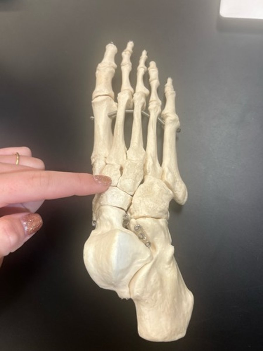 <p>name the bone</p>