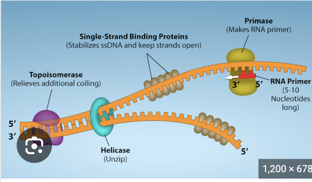 <p>Single stranded binding proteins</p>