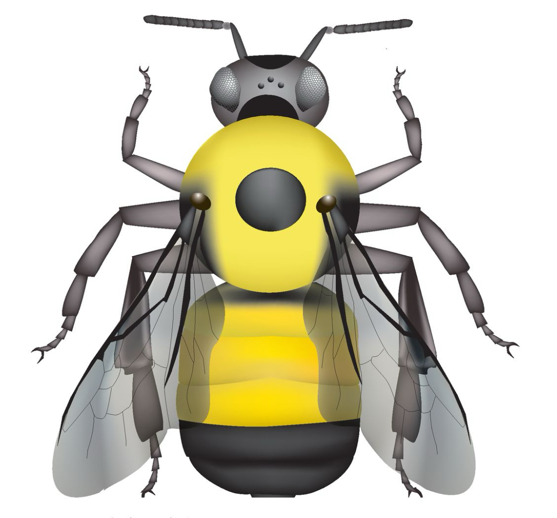 <p>Face - black, long</p><p>Cheek -&nbsp;longer than wide</p><p>Vertex - black</p><p>Thorax - mostly yellow, black spot between wings</p><p>Pleura - black</p><p>Wings -&nbsp;dark</p><p>Abdomen - T2-T3 yellow, T4-T5 black</p>