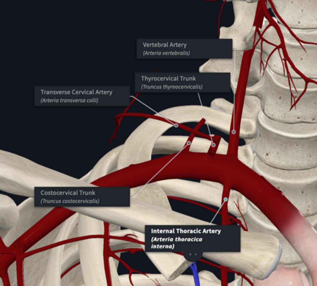 <p>What are the branches of the subclavian artery? </p>