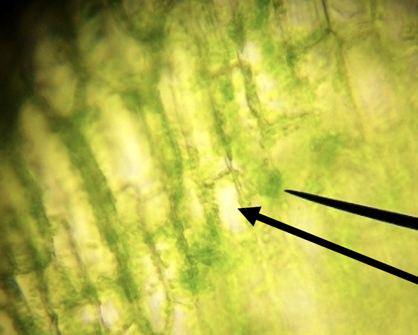 Elodea leaf in what solution?

water / 10% NaCl?

what moved & In what direction?

Turgid or Plasmolyzed?

\
How do you know?