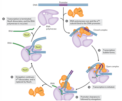 <ol><li><p>sigma70 dissociates &gt; core enzyme</p><ol><li><p>RNA polymerase completes <strong>promoter clearance</strong></p></li><li><p>NusA protein replaces sigma70</p></li></ol></li><li><p>transcription elongation rate increases</p></li><li><p>translation begins before transcription finishes</p><ol><li><p><strong>NusG </strong>binds RNA poly and ribosomes link complexes</p></li></ol></li></ol><p></p>