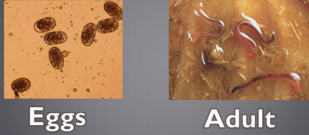 <p>not many cause anemia</p><p>strongylus vulgaris (large strongyle, causes arteritis of mesenteric artery)</p>