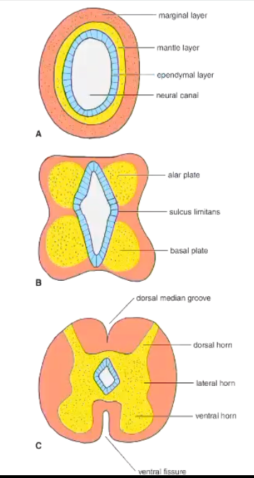 <p><strong>Germinal layer </strong>is the mitotic layer (proliferation of neuroepithelial cells) → which will be exhausted reducing this layer into a single layer of cells = ependymal cells <strong>(ependyma)</strong> </p><p><strong>Mantle layer:</strong> will ultimately become the gray matter of the definitive spinal cord and brain</p><p><strong>Marginal layer (the external layer):</strong> is composed primarily of the growing axonal processes of the neuronal cell bodies in the mantle layer. These axons will form tracts in the white matter</p>