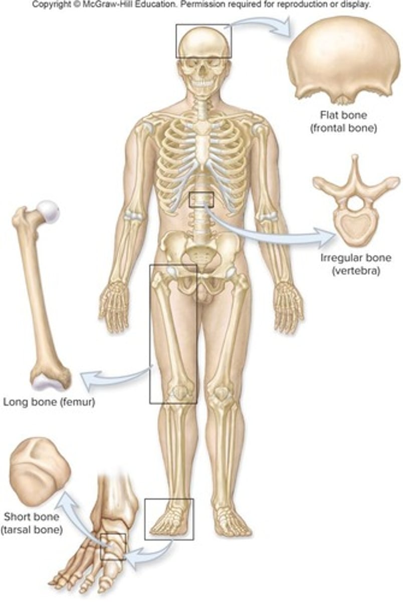 <p>Long bones, short bones, flat bones, irregular bones, and sesamoid bones.</p>