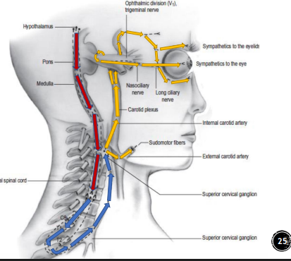 <p>Three neuron chain</p><p>-<span style="color: red;">Hypothalamus</span></p><p><span style="color: rgb(113, 155, 249);">-Cliliospinal center of budge</span></p><p><span style="color: yellow;">-Superior cervical ganglion</span></p><p></p>