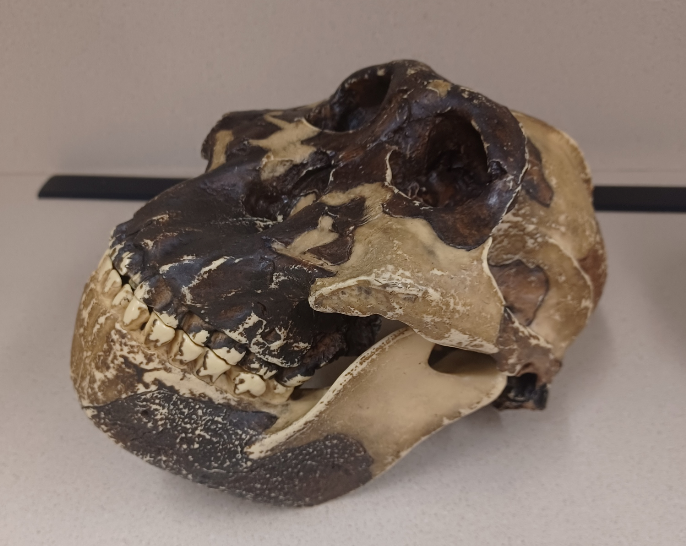 <p>What skull is this?</p>