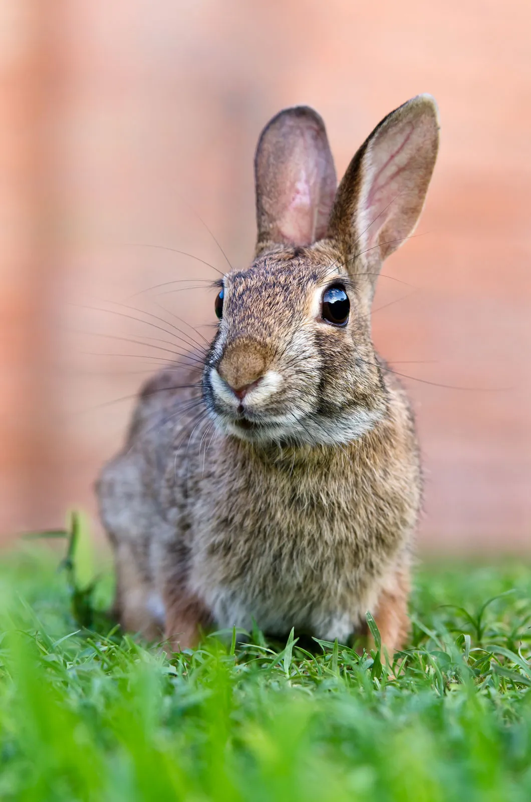 <p>Lagomorpha</p>