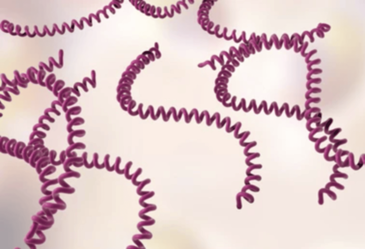 <p>bacteria espiral G-</p>