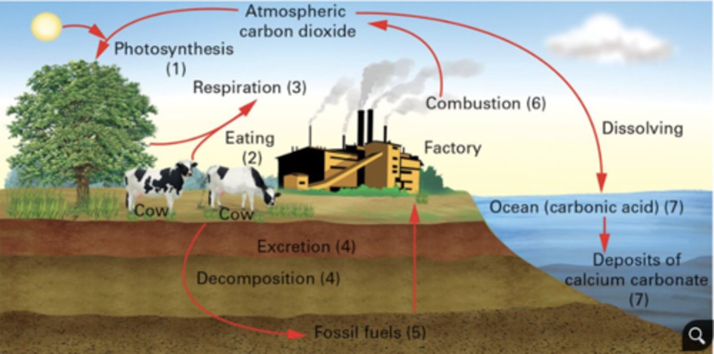 <p>combustion( Burning of wood and fossil fuels by factory and auto emissions transfers carbon to the atmosphere as carbon dioxide.), metabolism (Autotrophs convert carbon into organic molecules like fats, carbohydrates and proteins, which animals can eat.), cellular respiration (Animals eat plants for food, taking up the organic carbon (carbohydrates).<br>Plants and animals break down these organic molecules during the process of cellular respiration and release energy, water and carbon dioxide. Carbon dioxide is returned to the atmosphere during gaseous exchange. ), precipitate (Carbon dioxide in the atmosphere can also precipitate as carbonate in ocean sediments. ), decay (Carbon dioxide gas is also released into the atmosphere during the decay of all organisms.)</p>