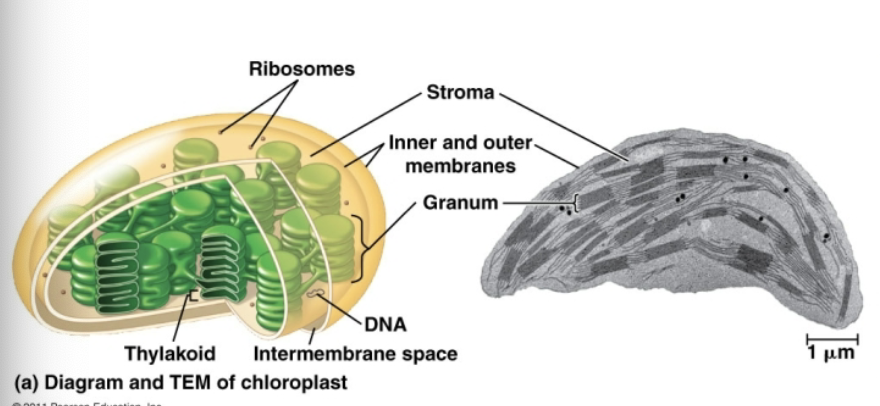 <p>Chloroplasts </p>