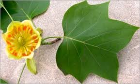 <p>What is the common name of Tulip tree</p>