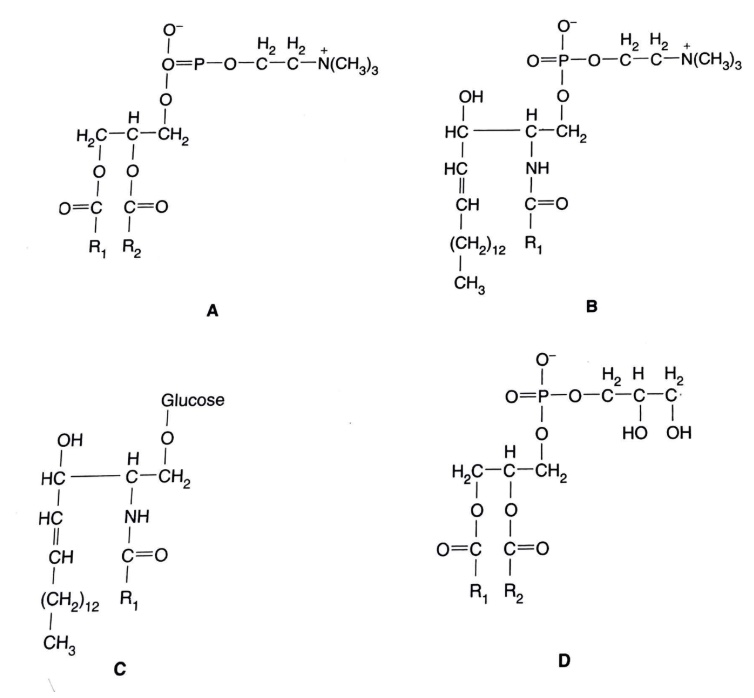<p>After examining the structural formulas of the four lipids below, answer the following questions.&nbsp;</p><p>Term: </p><p>Is a cerebroside</p><p>Is a&nbsp;sphingophospholipid (like sphingomyelin)</p><p>Definition:</p><p>A, B, C, D</p>