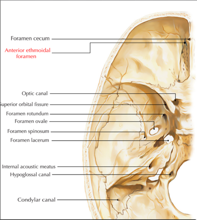 <p>Anterior ethmoid foramen</p>