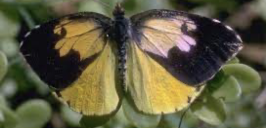 <p>California Dogface Butterfly</p>