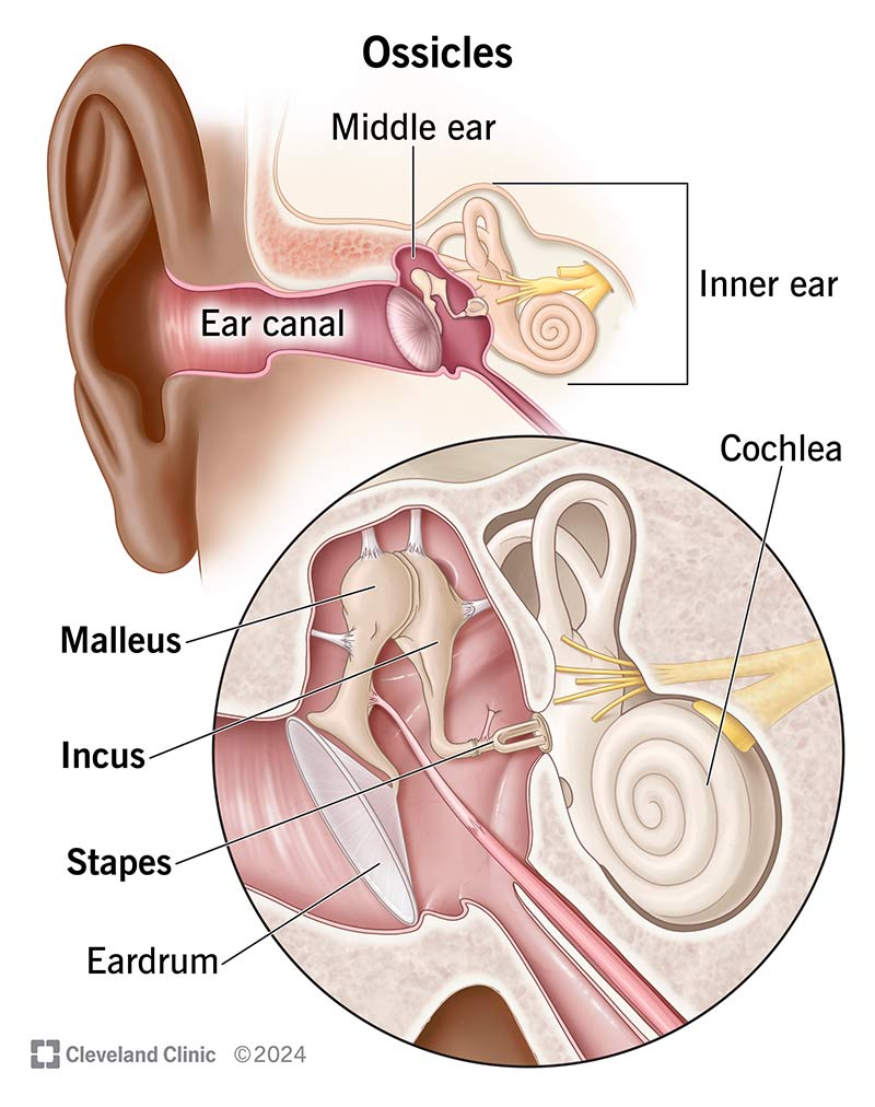 <p>In the middle ear.</p>