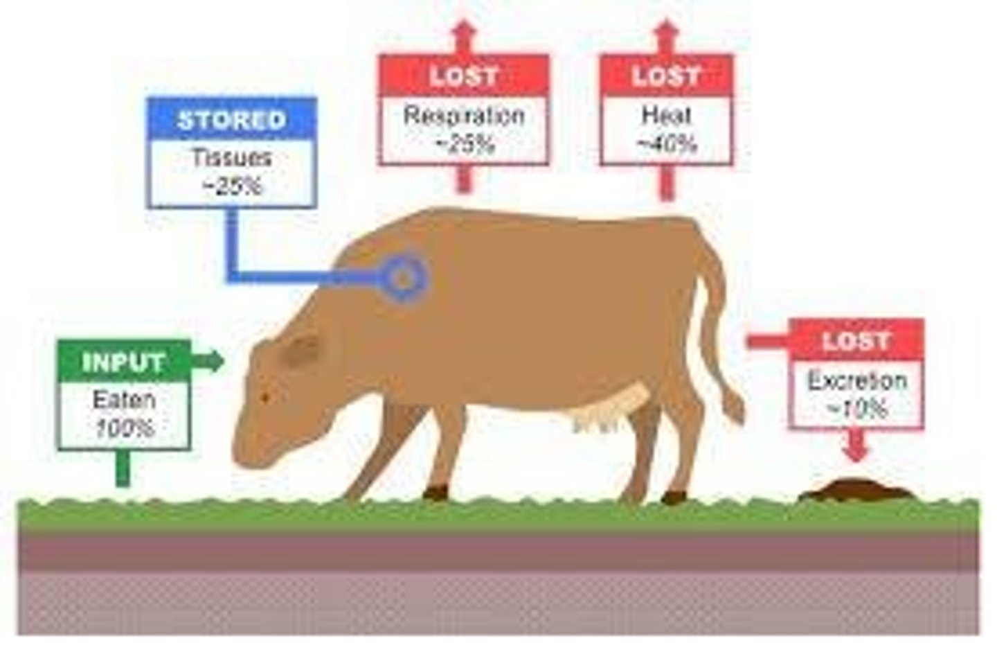 <p>Energy levels in food chains affecting livestock production.</p>