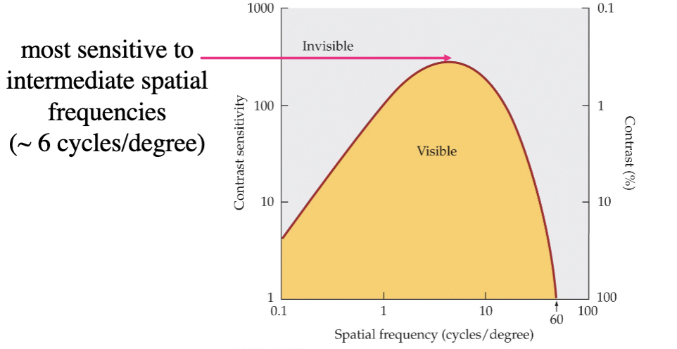 <p>spatial frequency - most sensitive to intermediate spatial frequencies (~6 cycles/degree</p><ul><li><p>steep falloff due to neural factors</p></li></ul><p></p>