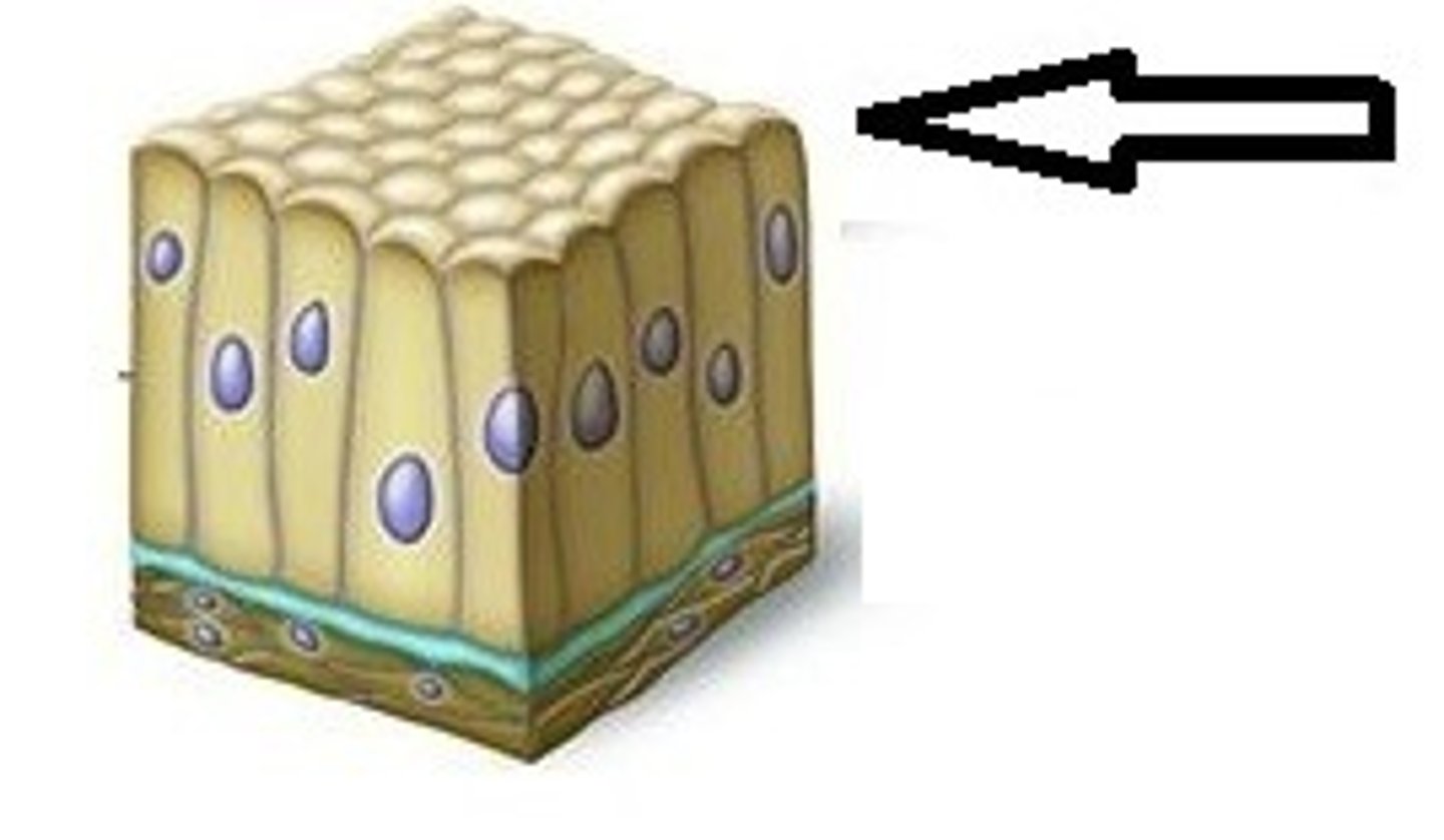 <p>(Upper, free) exposed to exterior or cavity; (part of epithelial polarity)</p>