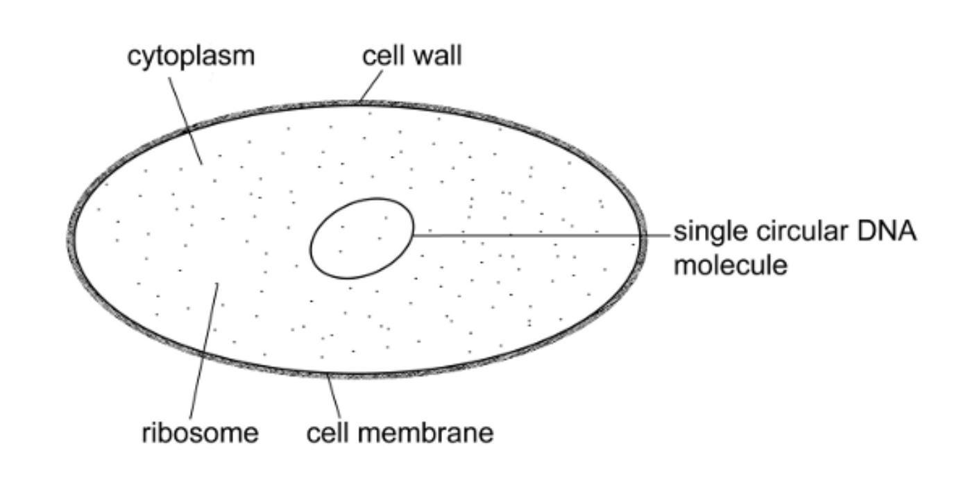 <ul><li><p>Cell wall (made of peptidoglycan)</p></li><li><p>cell membrane</p></li><li><p>Circular DNA</p></li><li><p>70S ribosomes</p></li><li><p>cytoplasm</p><p></p></li></ul><p></p>