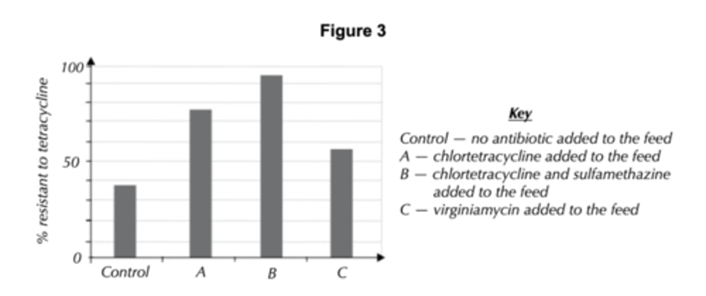 <p>1. - As a result of mutations, some individuals in a population have alleles for producing tetracycline-based antibiotics (1 mark).<br>- This means they can kill other bacteria in the area, reducing competition for nutrients (1 mark).<br>- So these bacteria are more likely to survive, reproduce and pass on their alleles to the next generation (1 mark).<br>- After many generations the frequency of the beneficial allele increases in the population. / After many generations most bacteria in the population will have the alleles to produce tetracycline- based antibiotics (1 mark).<br><br>2. Directional selection because that is where individuals with alleles for characteristics of an extreme type, such as antibiotic resistance, are more likely to survive and reproduce (1 mark).<br><br>3. Any two from: e.g. they should all be the same breed of cattle. / The cattle should all be the same age. / The cattle should all be kept in the same type of environment. / None of the cattle should have been given any other antibiotics before the experiment started. (1 mark for each correct)<br><br>4. To see what percentage of the E. coli present in the cows' stomachs were already resistant to tetracycline (1 mark).<br><br>5. - E.g. tetracycline resistance is present in some of the cattle who do not receive any antibiotics in their feed (1 mark)<br>- and in cattle that had antibiotics other than tetracycline added to their feed (1 mark).<br>- Cattle that had both tetracycline and sulfamethazine added to their feed showed the most resistance to tetracycline/more resistance than cattle that had tetracycline alone added to their food (1 mark).</p>