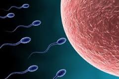 Process in sexual reproduction in which male and female gametes (1N each) join to form a new cell (Zygote - 2N)