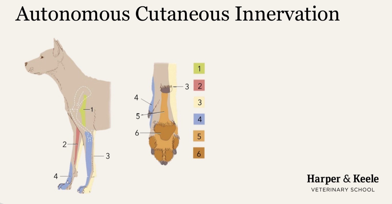 <p>What nerve innervates the area of skin labeled 2?</p>