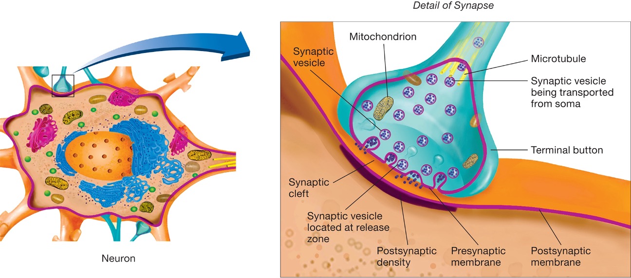 <ul><li><p>presynaptic membrane </p></li><li><p>postsynaptic membrane </p></li></ul><p></p>