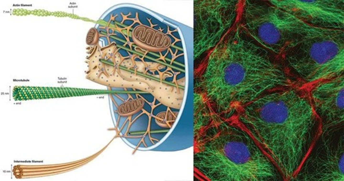 <p>Network of filaments and tubules in cytosol.</p>