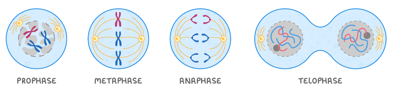 <p>Mitosis is the division of the nucleus in eukaryotic cells dividing to produce two genetically identical nuclei. Mitosis includes Prophase, Metaphase, Anaphase and Telophase.</p>