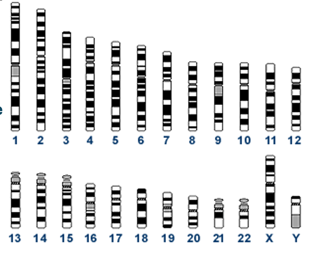 <p>Look for a change in the size or position of a chromosome</p>