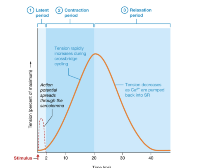 <p>latent, contraction, relaxation, and refractory period</p>