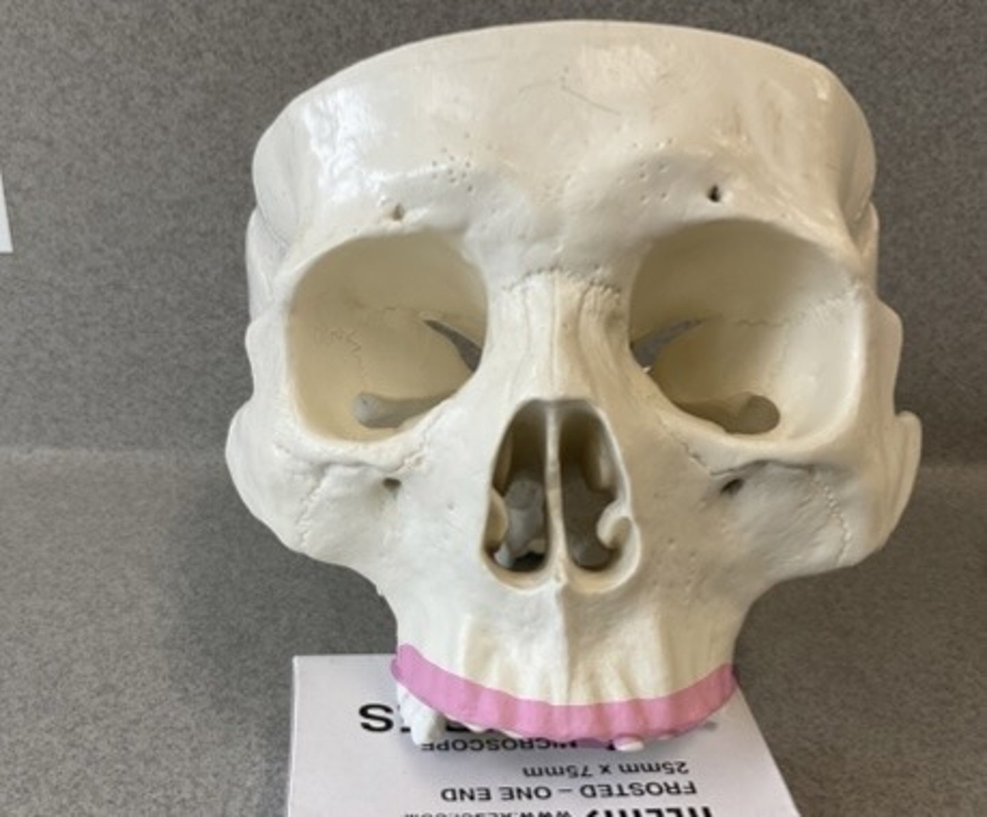 knowt flashcard image