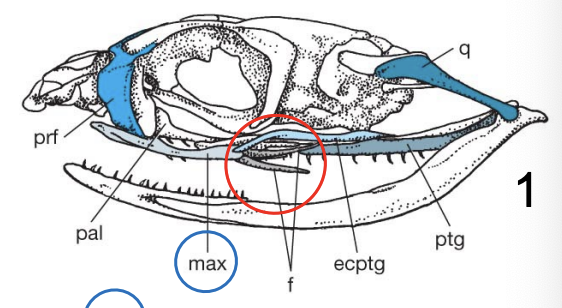 <p>Snakes have one or more small hollow fangs near the rear of the <strong>max</strong> (Colubridae) - so-called r<strong><u>ear-fanged snakes</u></strong></p>